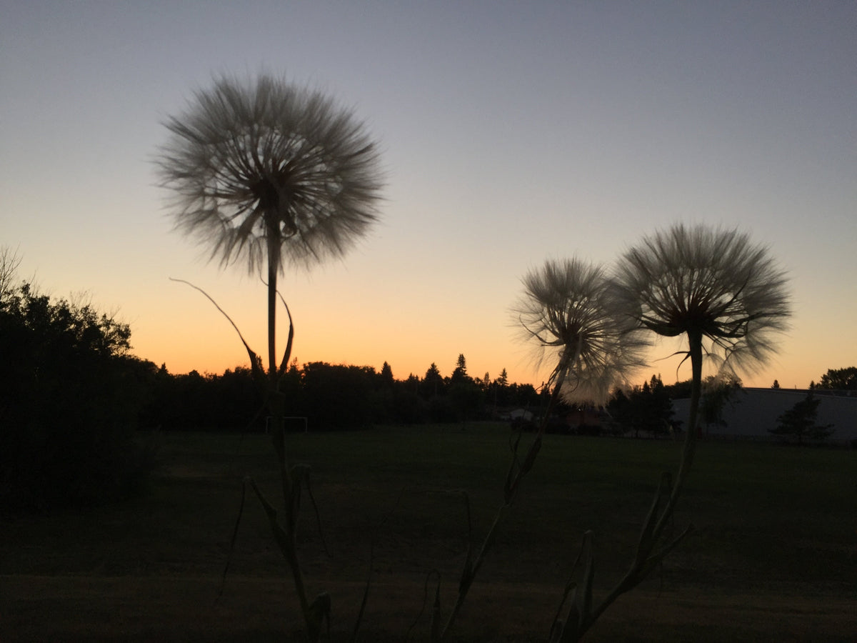 Uniquely Sask